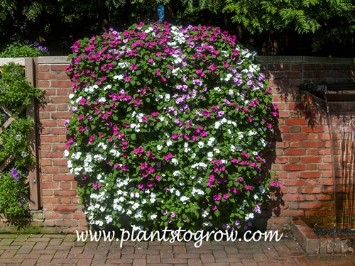 A vertical garden planted with Impatiens.